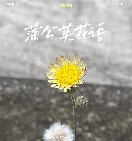 风雨人生路的花语象征哪种花？
