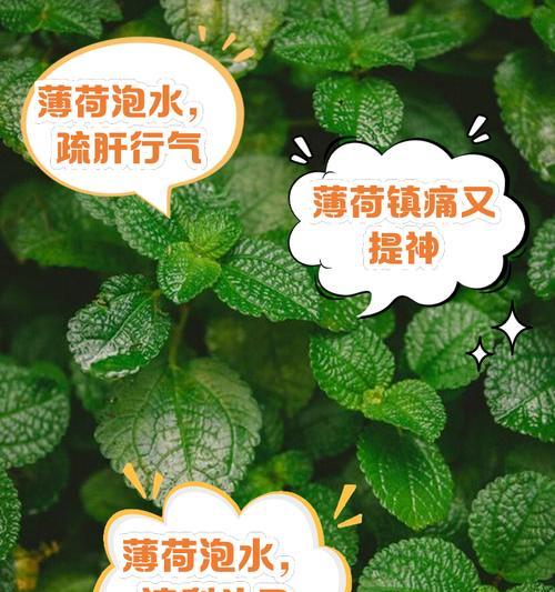 薄荷的花语和寓意是什么？薄荷代表了哪些含义？