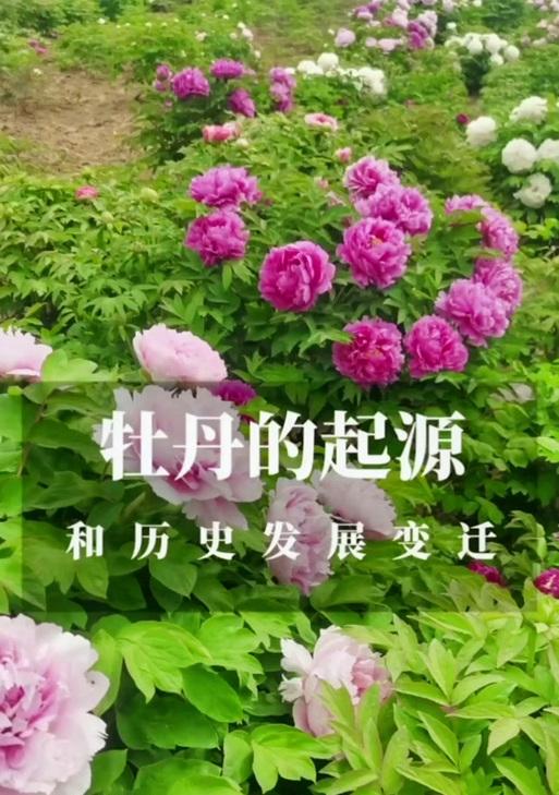 牡丹花的历史起源及其象征意义？