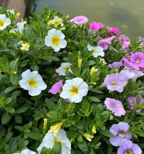 滨茄子的花语及其代表的意义是什么？