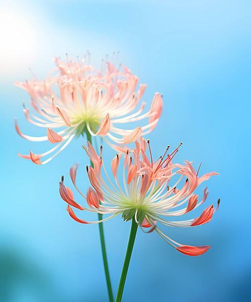 季末花开的寓意是什么？花语又传达了哪些信息？