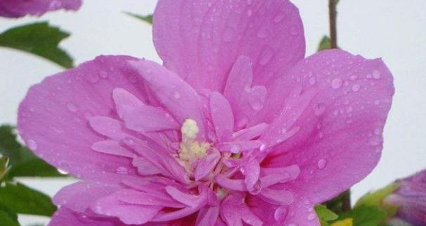天冷送花花语是什么生肖？它与生肖有何联系？