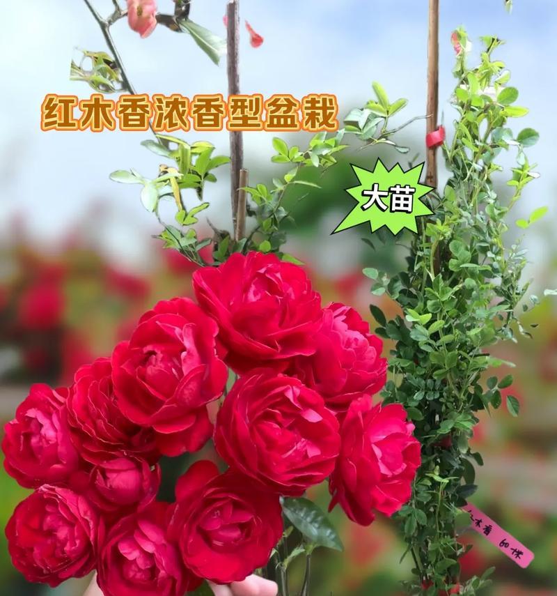 爬墙玫瑰象征着什么？