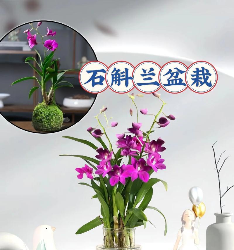 石斛兰花的花语和寓意是什么？石斛兰花语有何特别含义？