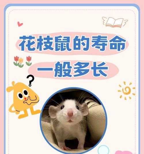 老鼠花的花语代表什么含义？