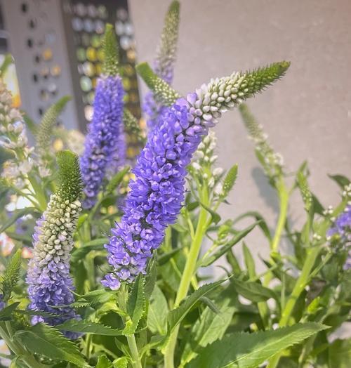 老鼠花的花语代表什么含义？