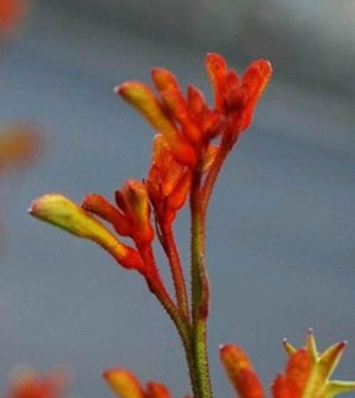 老鼠花的花语代表什么含义？