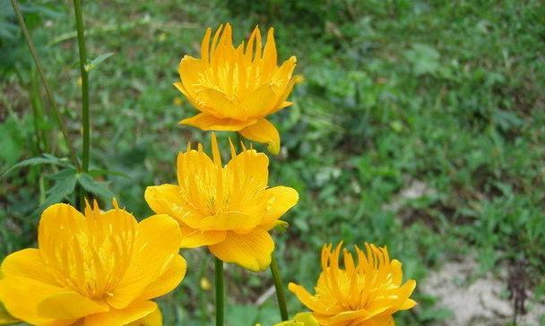 红茶伯爵花语是什么？红茶伯爵茶背后的文化含义是什么？