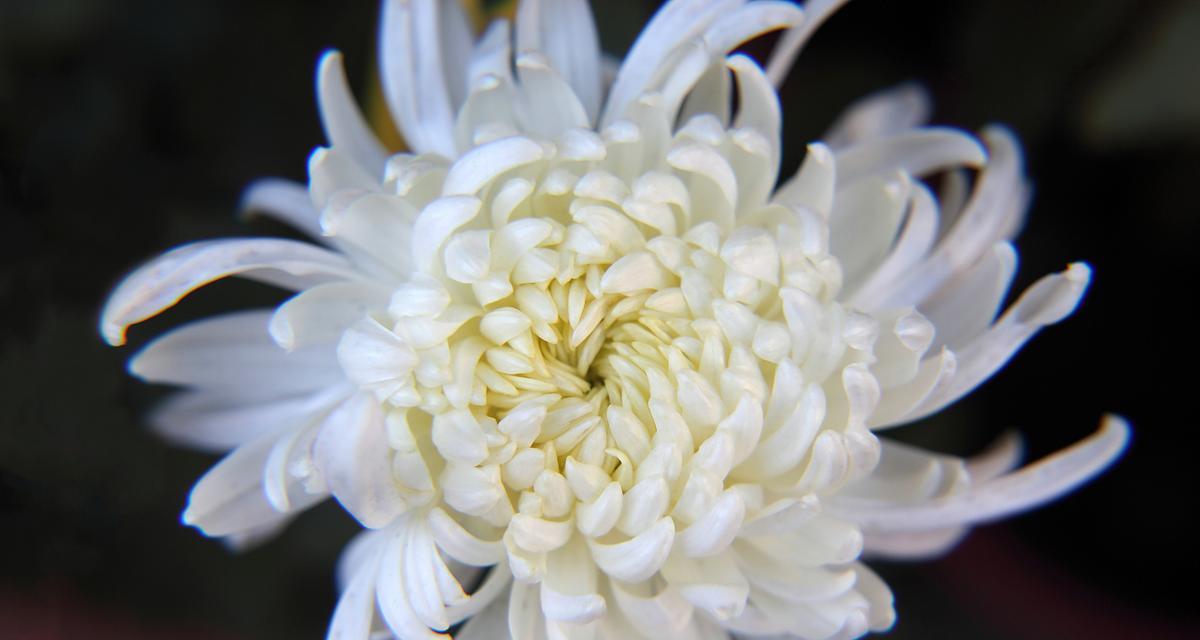黄色菊花象征着什么？它的花语和寓意是什么？