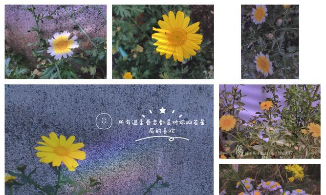 离别时哪种花的花语最能表达情感？