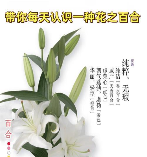 喜欢百合的花语和寓意是什么？百合花在不同文化中象征着什么？