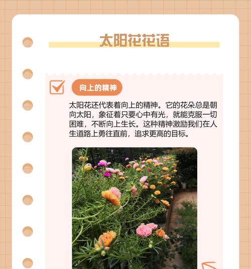 乡村花语有哪些？它们象征着什么？