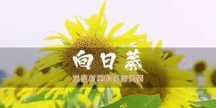 乡村花语有哪些？它们象征着什么？