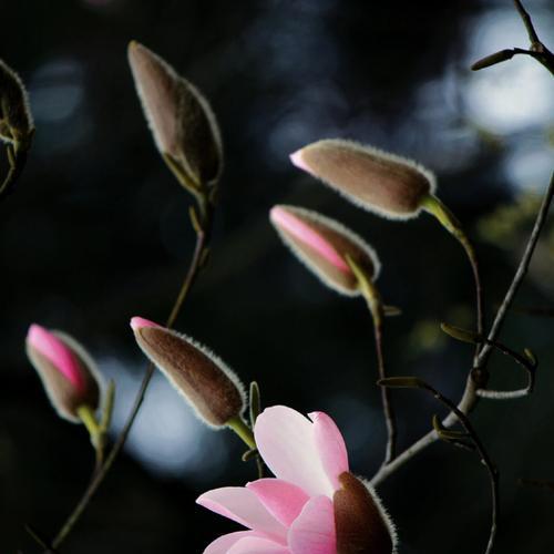 玉兰和海棠的花语分别是什么？它们各自代表了什么？