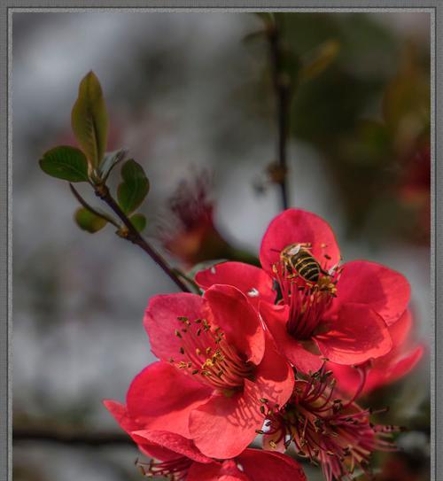 玉兰和海棠的花语分别是什么？它们各自代表了什么？