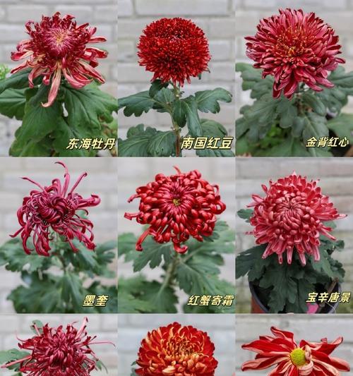 吉祥菊的花语代表什么？