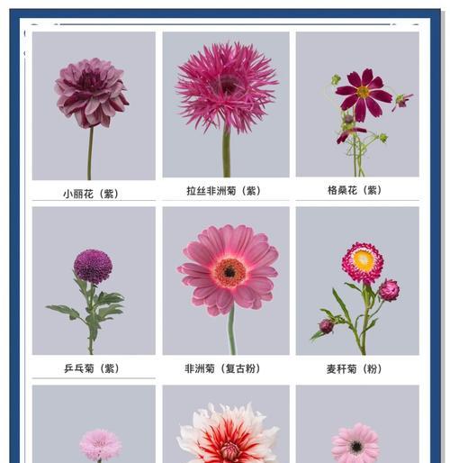 吉祥菊的花语代表什么？