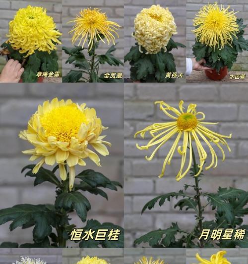 吉祥菊的花语代表什么？