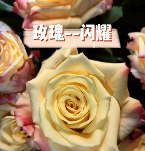 黄色玫瑰花语有哪些？