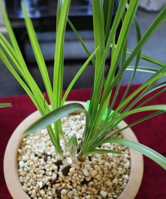 花子鼓兰花代表了什么？