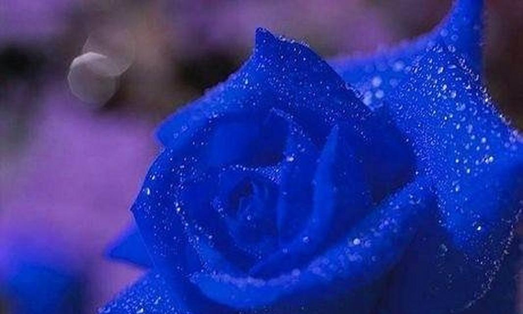 防水广告花语是什么呢？如何选择合适的花卉进行防水广告？