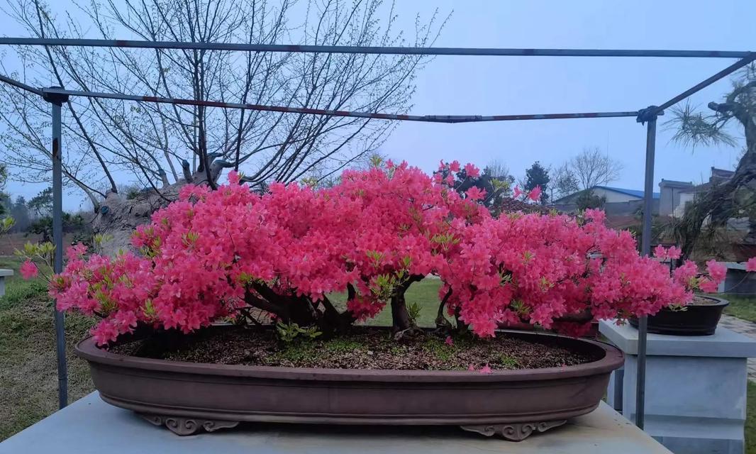 信念坚定的花语是什么？哪种花象征着坚定不移？