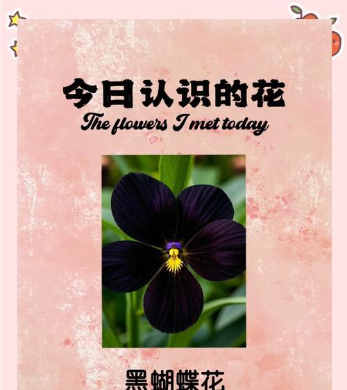 最美的蝴蝶花语代表什么？