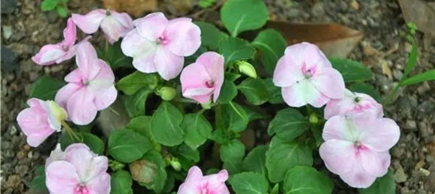 植物与僵尸的花语有何关联？