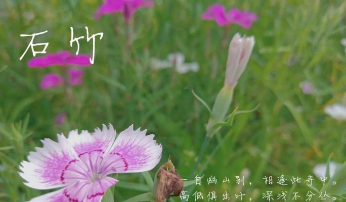 石竹梅的花语有何深意？