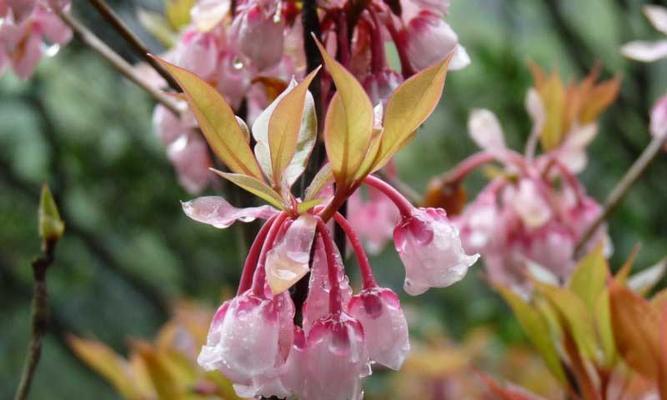 粉色吊钟花花语和寓意是什么？粉色吊钟花象征着什么？