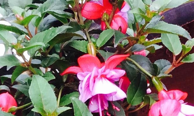 粉色吊钟花花语和寓意是什么？粉色吊钟花象征着什么？
