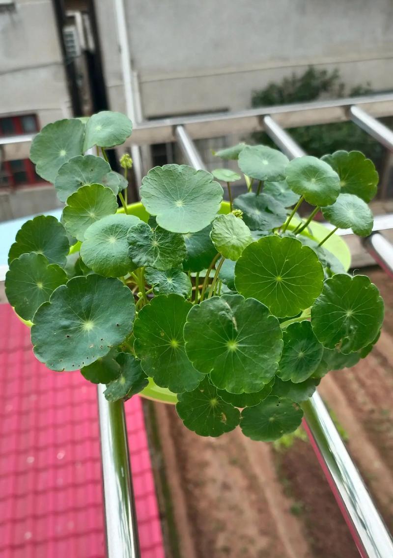 红钱草象征着什么？它的花语有哪些含义？