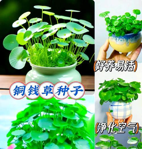 红钱草象征着什么？它的花语有哪些含义？