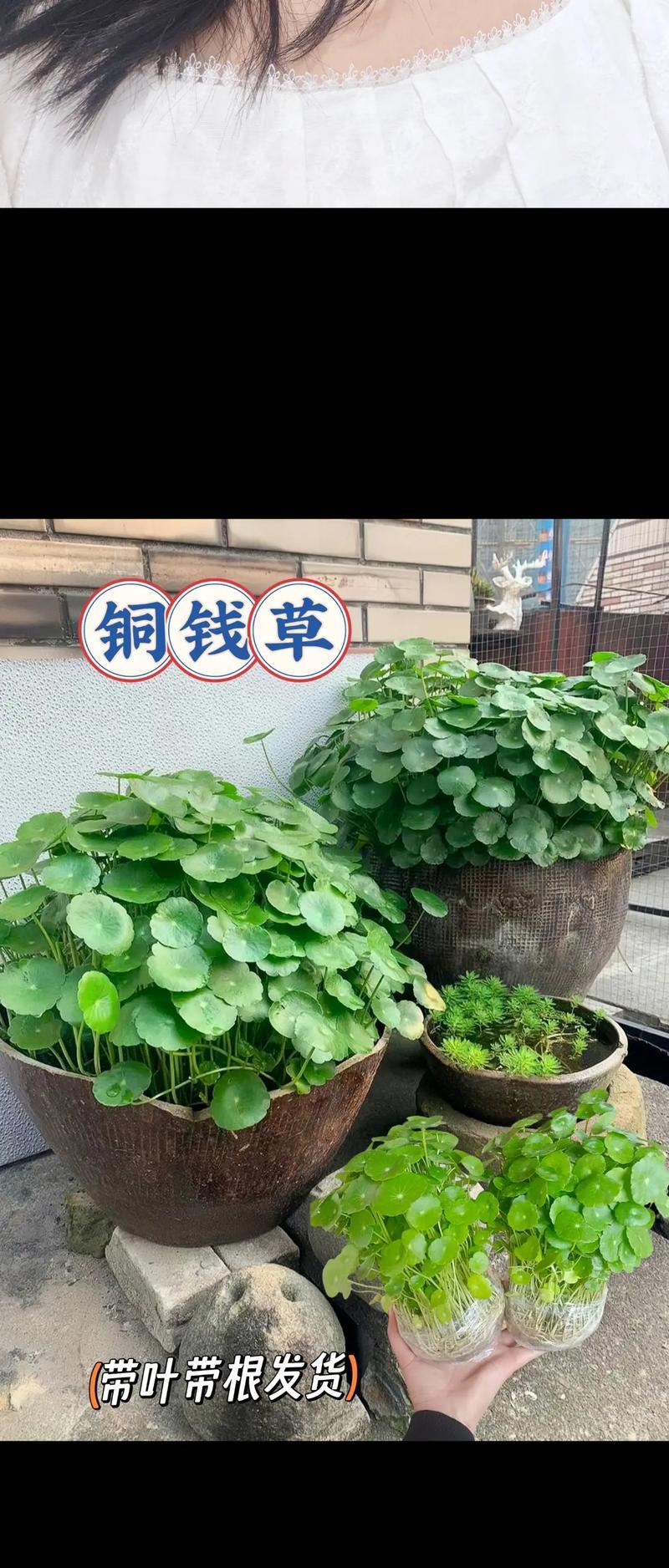 红钱草象征着什么？它的花语有哪些含义？