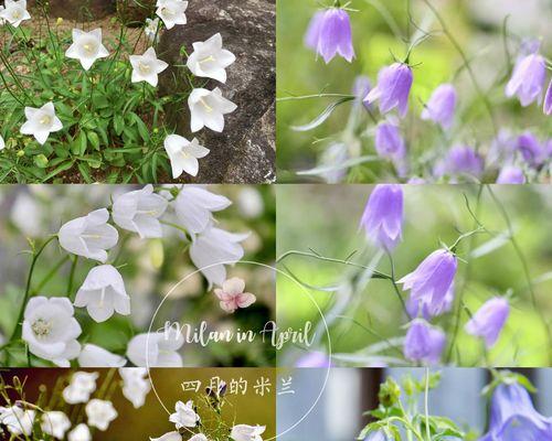 四季风铃花代表了什么？