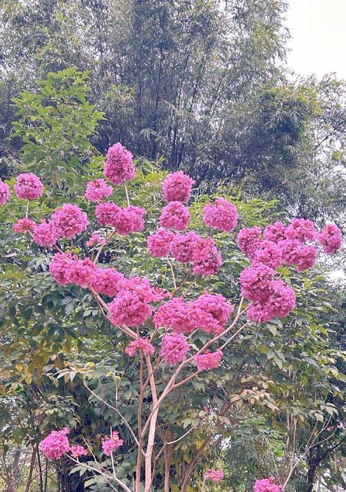 四季风铃花代表了什么？