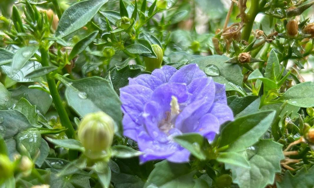 四季风铃花代表了什么？