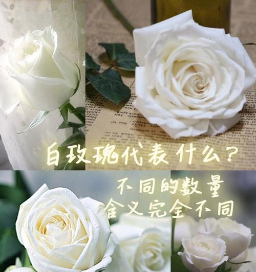 白玫瑰和红玫瑰组合的花语有哪些含义？