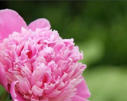 粉色芍药花语和寓意是什么？这种花的象征意义有哪些？