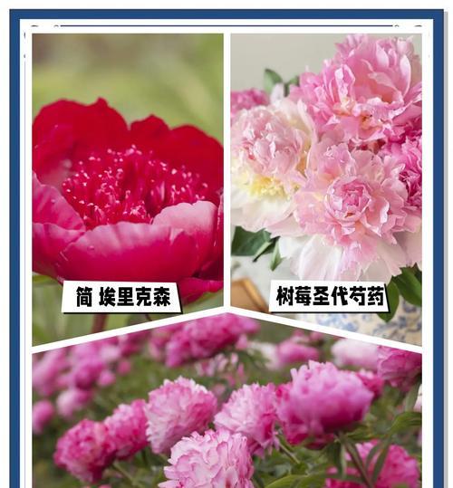 粉色芍药花语和寓意是什么？这种花的象征意义有哪些？