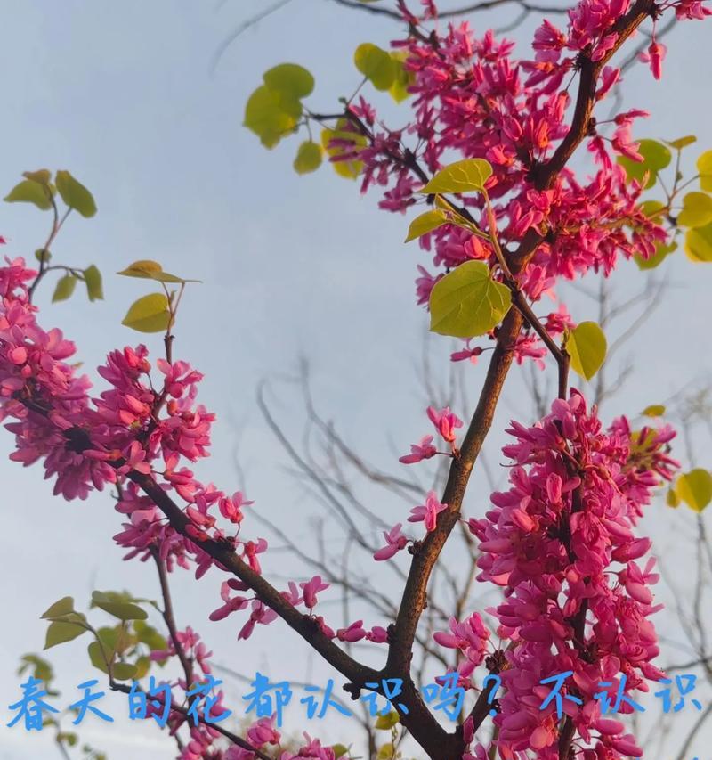 哪种花的花语代表着温暖？