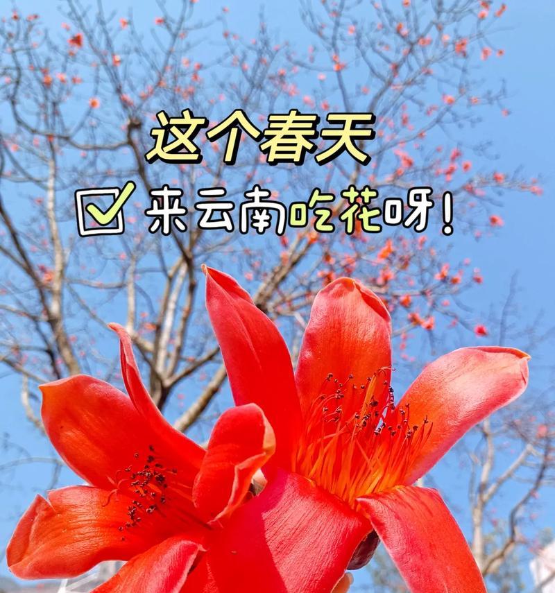 哪种花的花语代表着温暖？