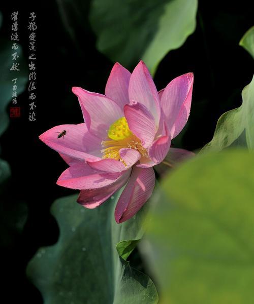 纪念先贤的花语代表什么含义？