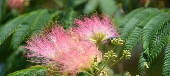 哪种花的花语象征着家？家的花语有哪些？
