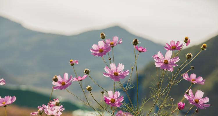 花语是友情的花是什么？哪种花代表着深厚的友谊？