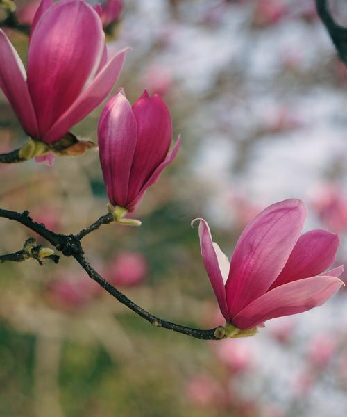 花语是友情的花是什么？哪种花代表着深厚的友谊？