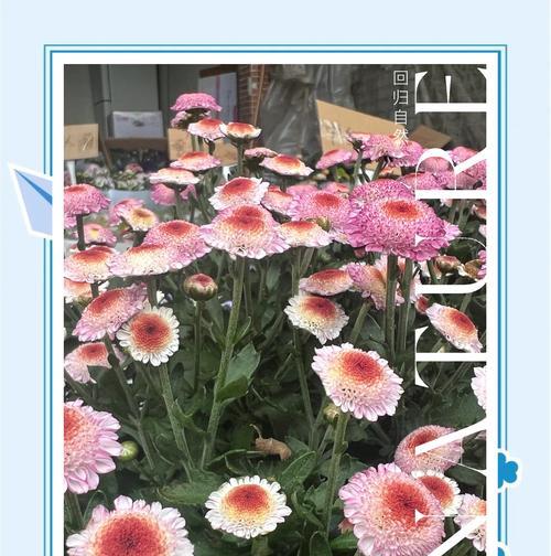 花语是友情的花是什么？哪种花代表着深厚的友谊？