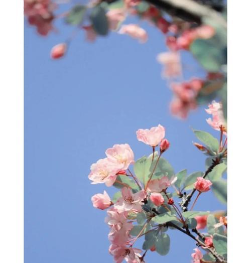 春日海棠的寓意及花语是什么？