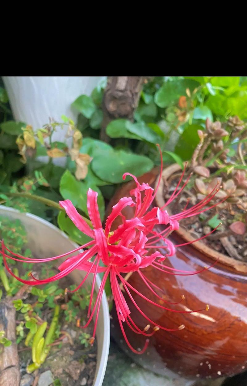 表达思念的花语有哪些？