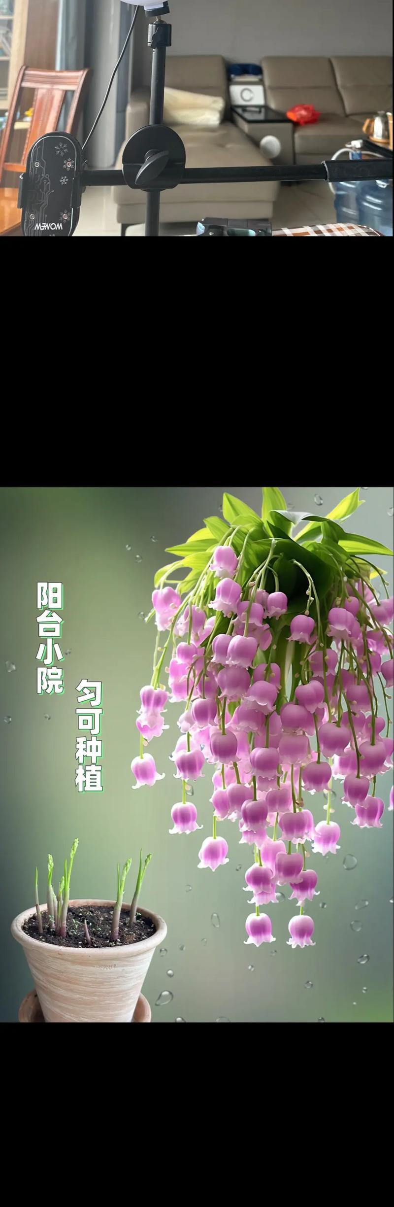铃兰花语应该搭配什么？它有何特别的寓意？